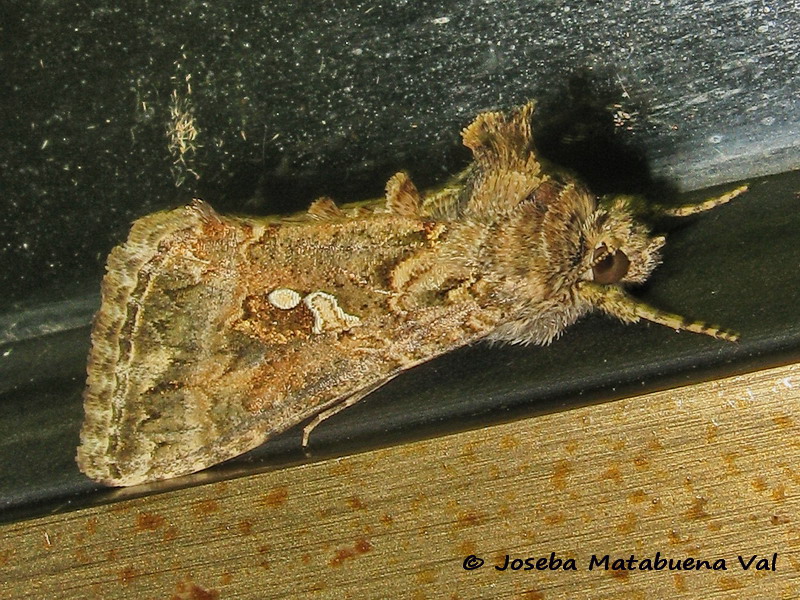 Trichoplusia ni - Noctuidae